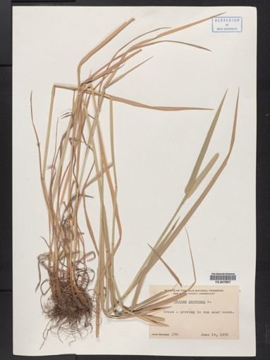 Phleum pratense
