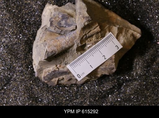 Baculites sp.