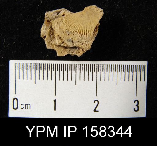 Schuchertella becraftensis