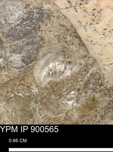 Anomia gryphorhyncha