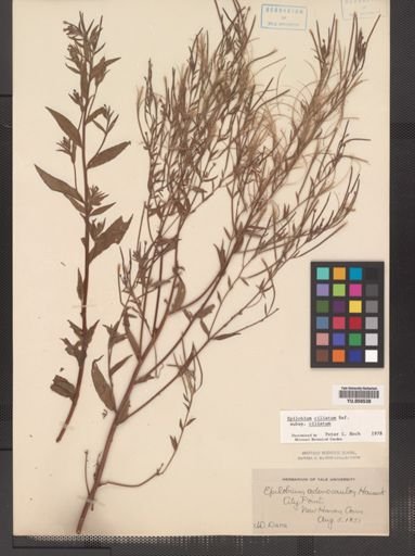 Epilobium ciliatum