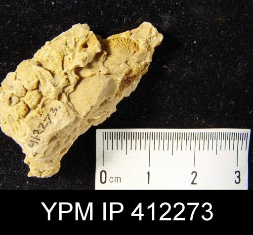 undet. Strophomenida