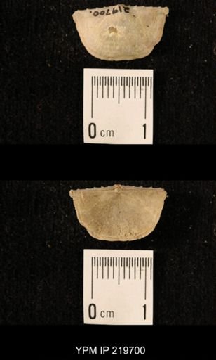 Chonetes granulifer