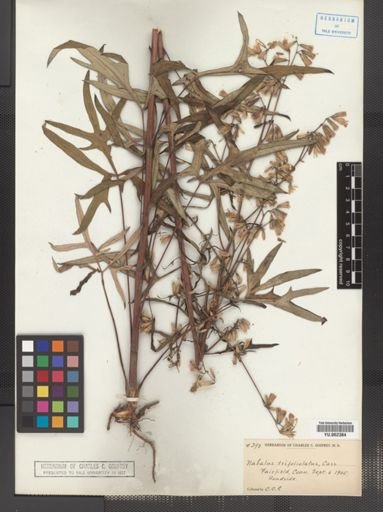 Prenanthes trifoliolata