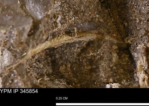 undet. Bivalvia