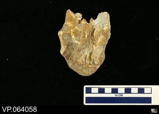 undet. Mosasauridae