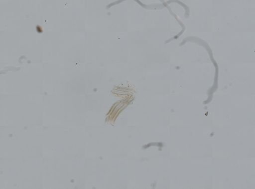 Somatogyrus aureus
