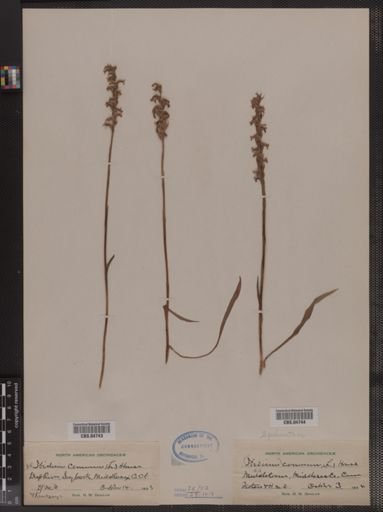 Spiranthes cernua