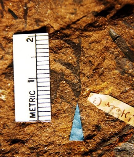 Gleichenia gracilis