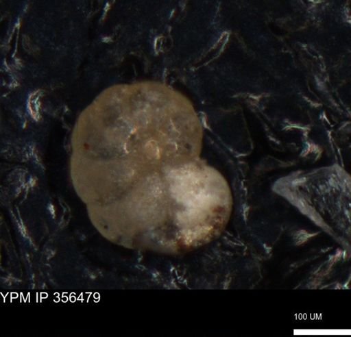 undet. Foraminiferida