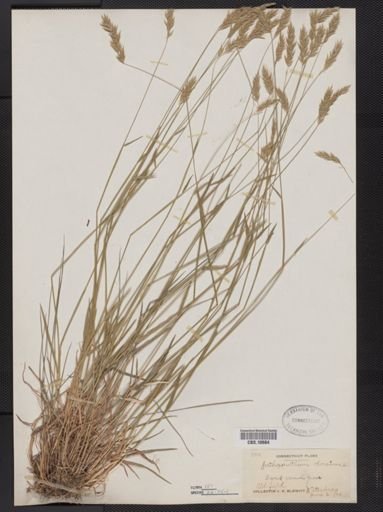 Anthoxanthum odoratum