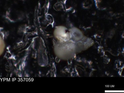 undet. Foraminiferida