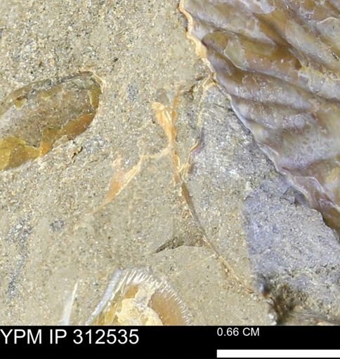 undet. Mollusca
