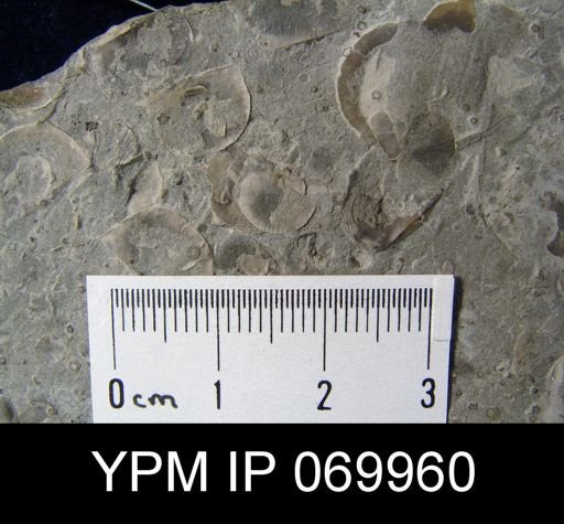Leptaena gracilis