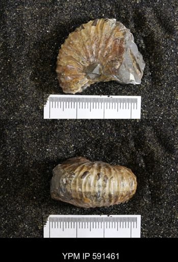 Hoploscaphites