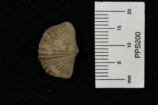 Platystrophia sp.