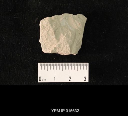 Phenopterum elongatum