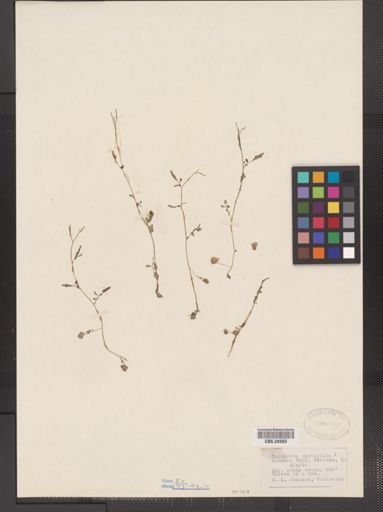 Cardamine parviflora
