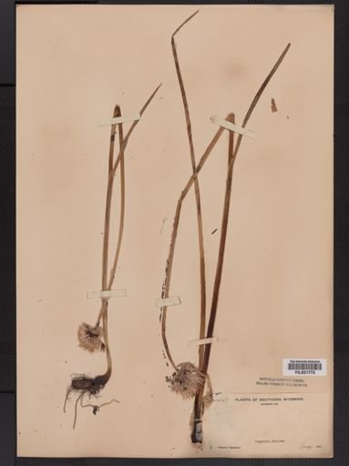 Allium schoenoprasum