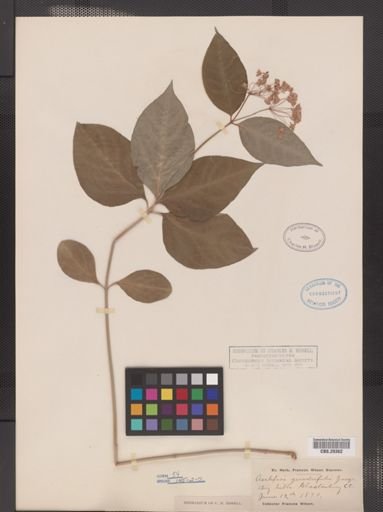 Asclepias quadrifolia