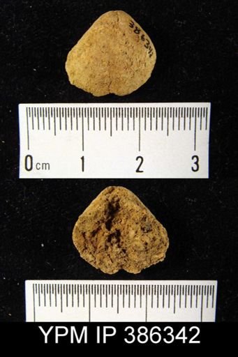 undet. Athyridida