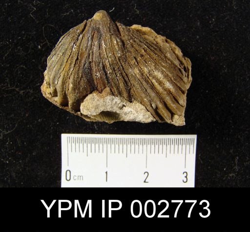 undet. Rhynchonellida