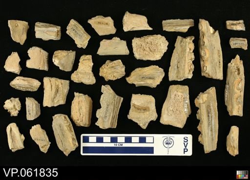 undet. Mosasauridae