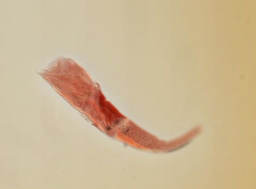 Creseis virgula