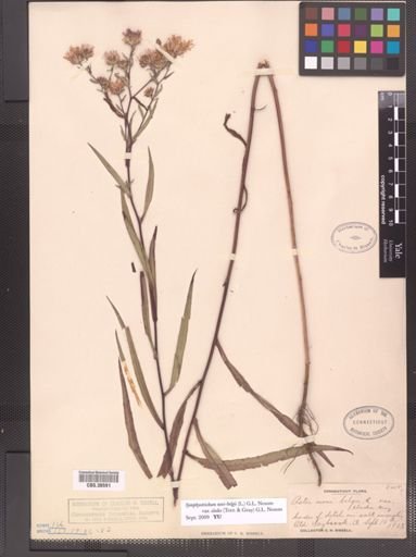 Symphyotrichum novi-belgii var. elodes