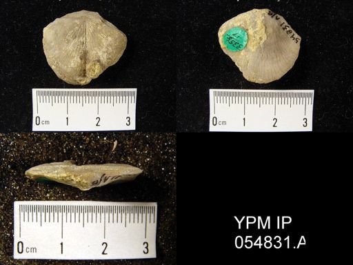 Strophonella reversa
