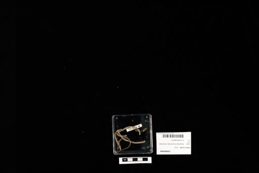 Colubridae
