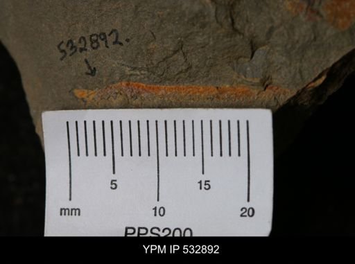 Graptolithina?