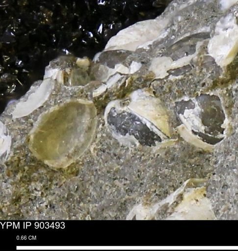 Corbulamella sp.