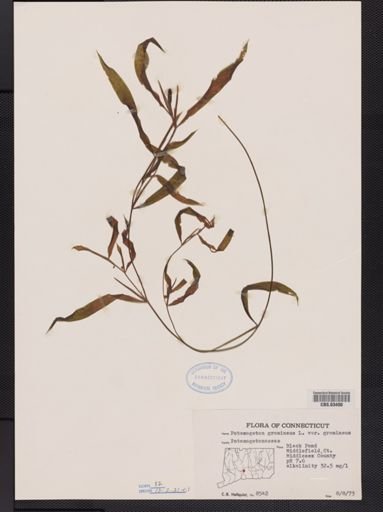 Potamogeton gramineus var. gramineus