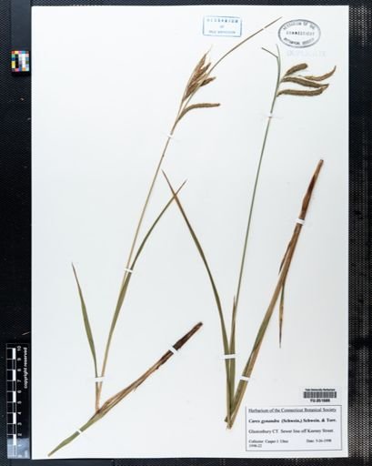 Carex gynandra