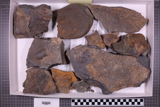 mixed taxa, stratigraphic collection