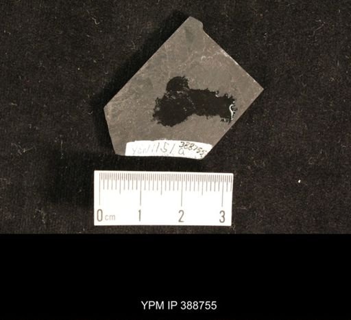 Hexapoda?