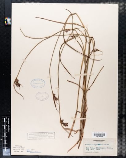 Scleria triglomerata