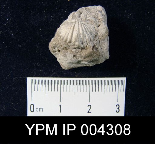undet. Spiriferoidea