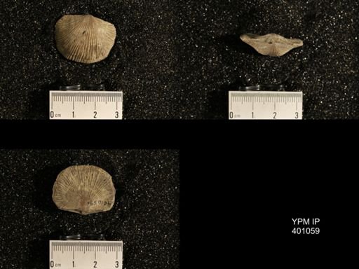 Dinorthis subquadrata