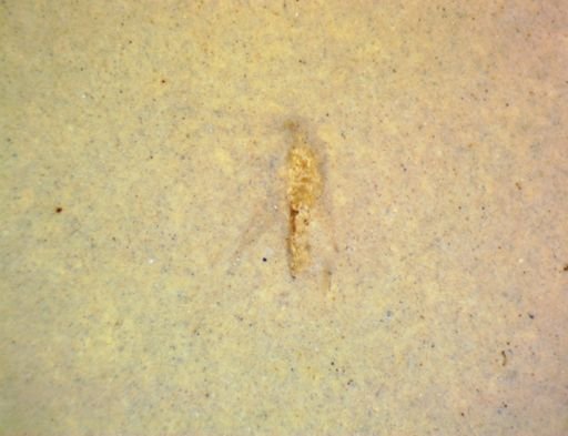 undet. Hexapoda