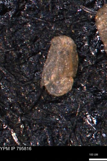 Miliammina manitobensis
