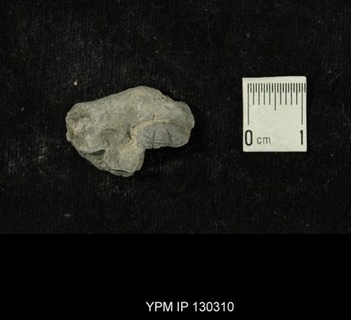 Eldredgeops rana