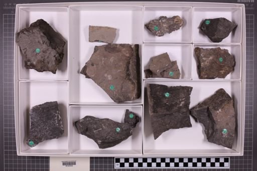 mixed taxa, stratigraphic collection
