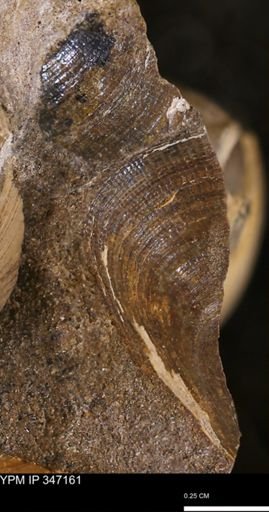 undet. Bivalvia