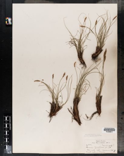 Carex filifolia