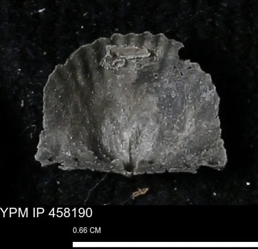 Chonetes mucronatus