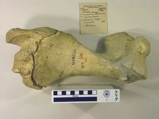 Teleoceras fossiger