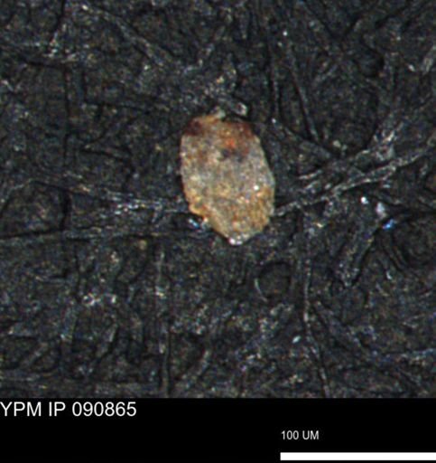Spirolocammina planula