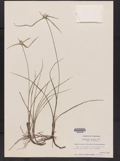 Plantae